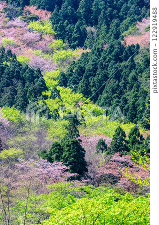 Fresh greenery and mountain cherry blossoms: Yakushima, the mountain where the gods reside, in the Offshore Alps Fresh greenery and mountain cherry blossoms: Yakushima, the mountain where the gods reside, in the Offshore Alps 122919488