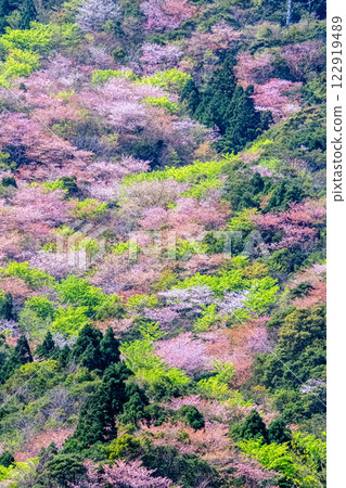 Fresh greenery and mountain cherry blossoms: Yakushima, the mountain where the gods reside, in the Offshore Alps 122919489