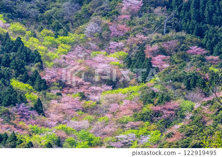 Fresh greenery and mountain cherry blossoms: Yakushima, the mountain where the gods reside, in the Offshore Alps Fresh greenery and mountain cherry blossoms: Yakushima, the mountain where the gods reside, in the Offshore Alps 122919495