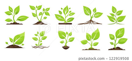 Fresh green seedlings illustrating the stages of growth and renewal in nature, symbolizing potential and sustainability 122919508