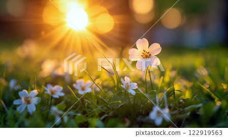 Delicate white flowers bloom under the warm glow of the setting sun in a lush green setting 122919563