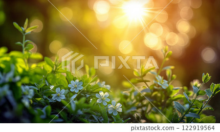 Sunlight filters through foliage illuminating delicate flowers in a serene garden setting 122919564
