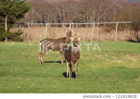 Ezo deer 122919628