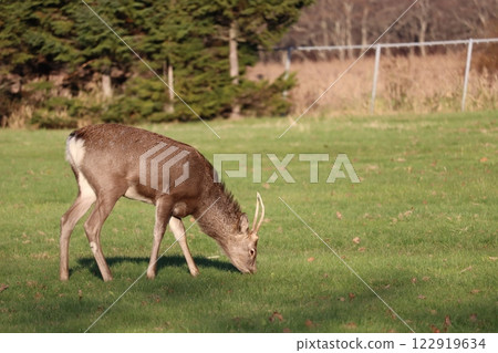 Ezo deer Ezo deer 122919634