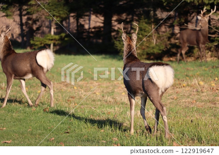 Ezo deer Ezo deer 122919647