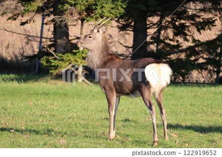 Ezo deer Ezo deer 122919652