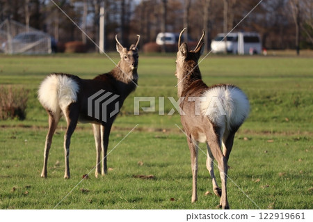 Ezo deer Ezo deer 122919661