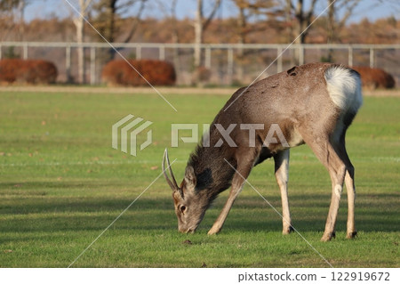 Ezo deer 122919672