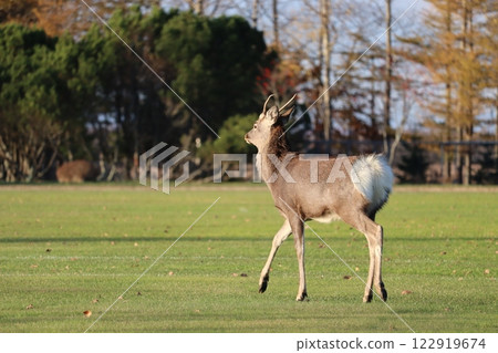 Ezo deer Ezo deer 122919674