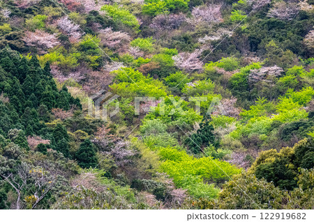 新綠與山櫻：近海阿爾卑斯山的神明居住之山屋久島 122919682