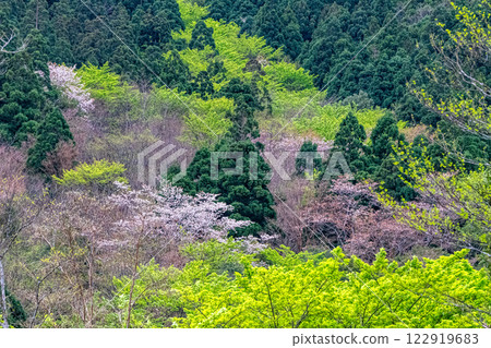 新綠與山櫻：近海阿爾卑斯山的神明居住之山屋久島 122919683