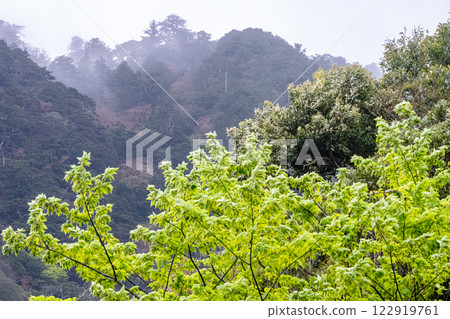 Fresh green leaves and mountains where gods reside: Yakushima, an offshore Alps Fresh green leaves and mountains where gods reside: Yakushima, an offshore Alps 122919761