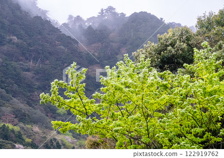 Fresh green leaves and mountains where gods reside: Yakushima, an offshore Alps 122919762