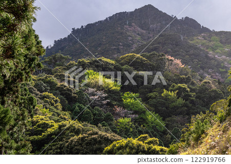 新綠與山櫻：神明居住的海上阿爾卑斯屋久島 122919766