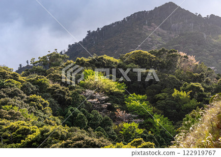 Spring in the Yakushima Offshore Alps (March) - Mountains lit up with fresh green leaves and wild cherry blossoms 122919767