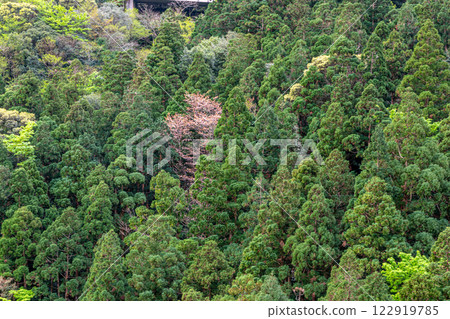 Cedar mountains and wild cherry blossoms: Yakushima, the offshore Alps, where the gods reside 122919785