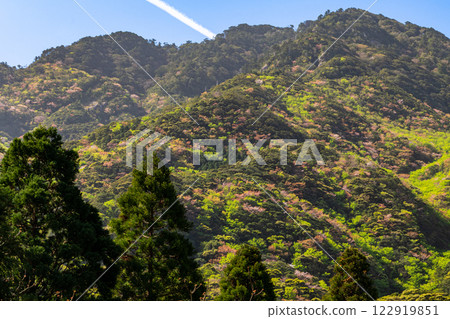 Fresh green leaves and mountain cherry blossoms: Yakushima, the Alps of the Ocean, where the gods reside Fresh green leaves and mountain cherry blossoms: Yakushima, the Alps of the Ocean, where the gods reside 122919851