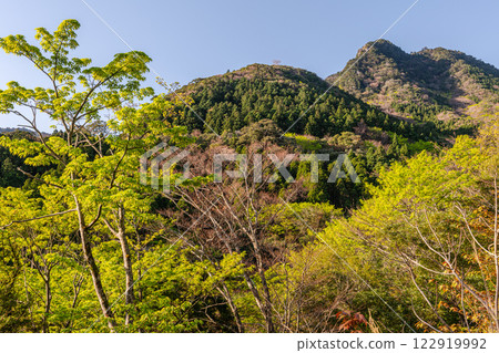 Yakushima, an island in the offshore Alps where the gods reside: fresh green leaves and mountain cherry blossoms 122919992