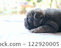 blue tan french bulldog puppy 122920005
