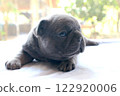 blue tan french bulldog puppy 122920006