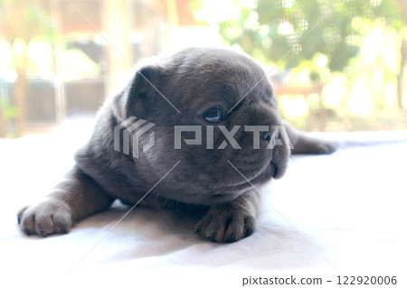 blue tan french bulldog puppy 122920006