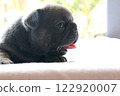 blue tan french bulldog puppy 122920007