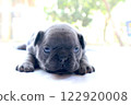 blue tan french bulldog puppy 122920008