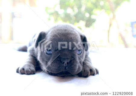 blue tan french bulldog puppy blue tan french bulldog puppy 122920008