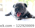 blue tan french bulldog puppy 122920009