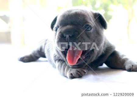 blue tan french bulldog puppy blue tan french bulldog puppy 122920009