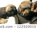 blue tan french bulldog puppy 122920010