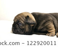 blue tan french bulldog puppy 122920011