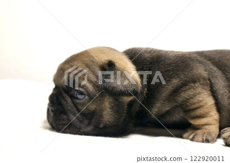 blue tan french bulldog puppy 122920011