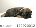 blue tan french bulldog puppy 122920012