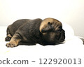 blue tan french bulldog puppy 122920013