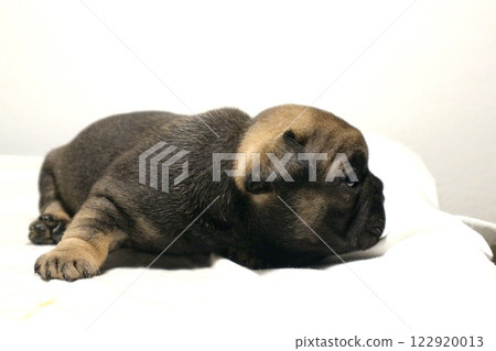 blue tan french bulldog puppy 122920013