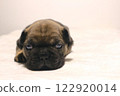 blue tan french bulldog puppy 122920014
