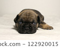 blue tan french bulldog puppy 122920015