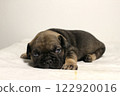 blue tan french bulldog puppy 122920016