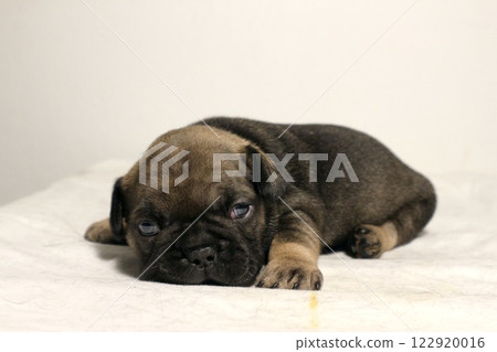 blue tan french bulldog puppy blue tan french bulldog puppy 122920016