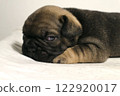 blue tan french bulldog puppy 122920017