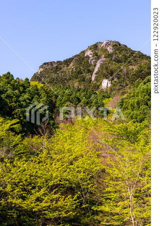 屋久島近海阿爾卑斯的春天（3月） 新綠的葉子和杉樹在清晨的陽光下閃閃發光 122920023