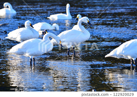 Whooper swans overwintering in the Arakawa River Whooper swans overwintering in the Arakawa River 122920029