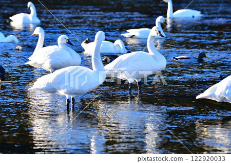 Whooper swans overwintering in the Arakawa River 122920033