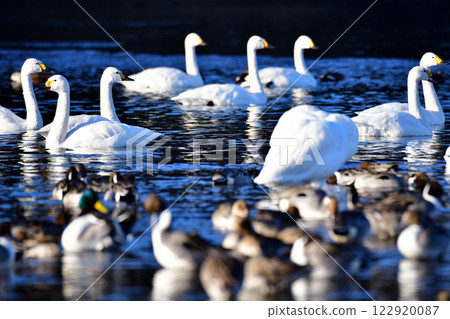 Whooper swans and ducks flock to the feeding grounds to spend the winter in the old Kawamoto area of Fukaya City 122920087