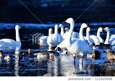 Whooper swans and ducks flock to the feeding grounds to spend the winter in the old Kawamoto area of Fukaya City Whooper swans and ducks flock to the feeding grounds to spend the winter in the old Kawamoto area of Fukaya City 122920088