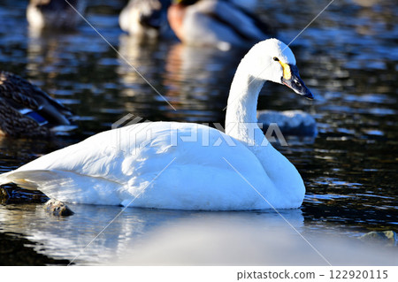 Whooper swans overwintering in the Arakawa River 122920115