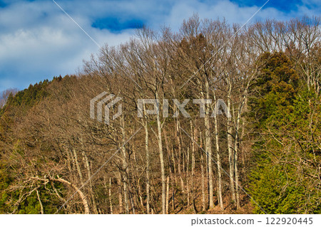 Late autumn of satoyama 122920445