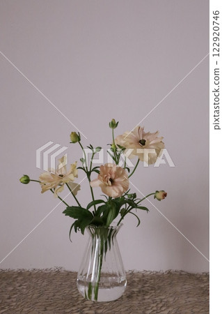 Ranunculus LUX 122920746