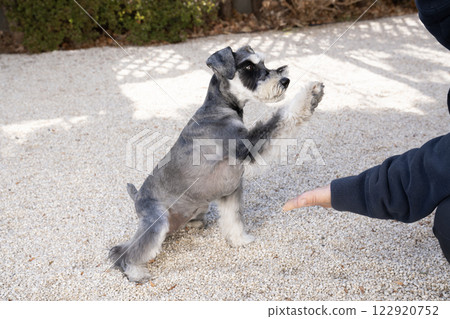 Miniature Schnauzer giving a high five 122920752